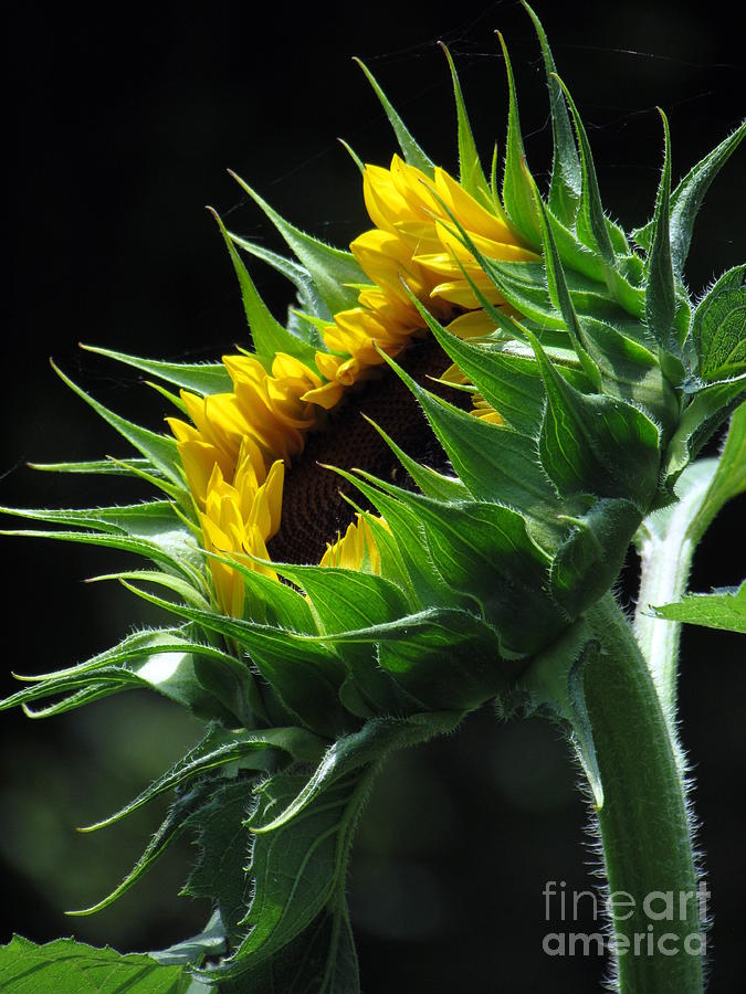 Sunflower II Photograph by Lili Feinstein