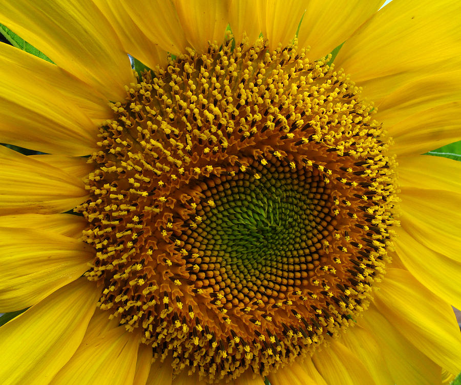 Sunflower II Photograph by Stacy Michelle Smith