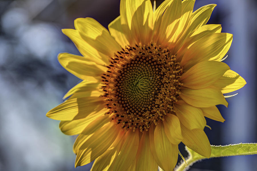 Sunflower II Photograph by Steve Gravano