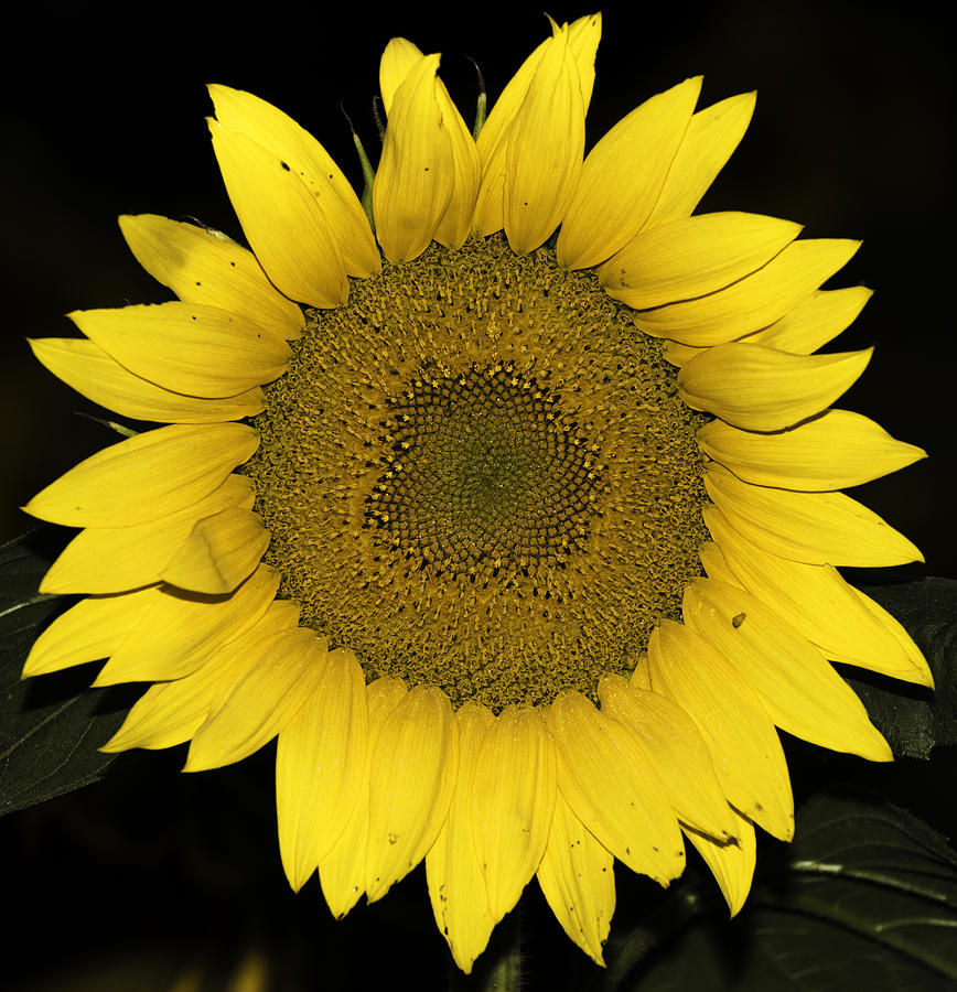 Sunflower Photograph - Sunflower III by Christian Skilbeck