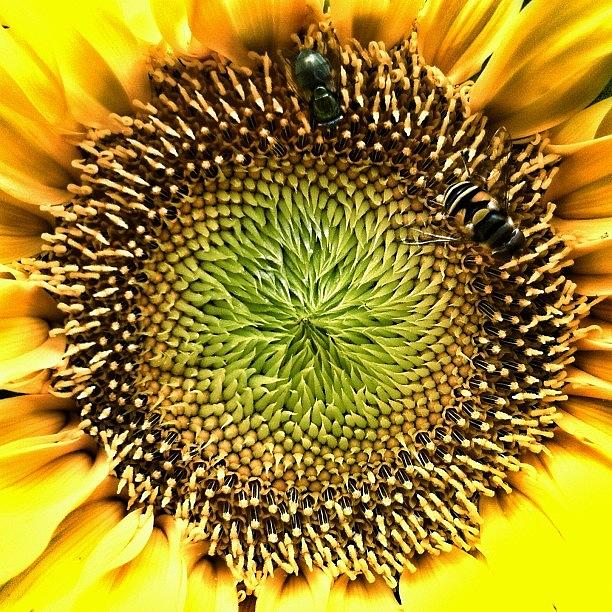 Sunflower IIi Photograph by Eli L
