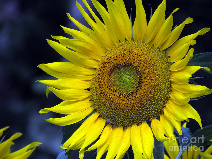 Sunflower III Photograph by Lili Feinstein