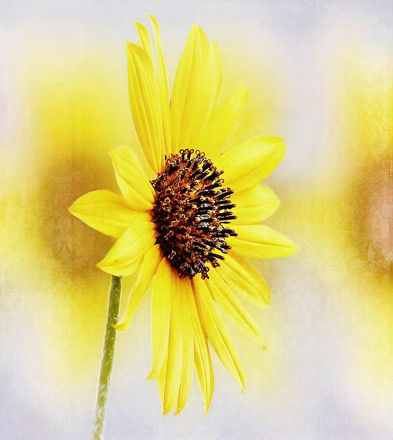 Sunflower Impressions Photograph by Barbara Chichester