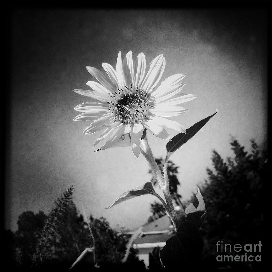 Sunflower in b/w Photograph by Nina Prommer