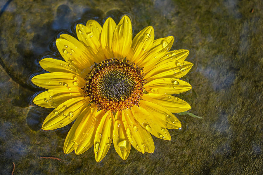 Flower Photograph - Sunflower In Birdbath by Larry Pacey