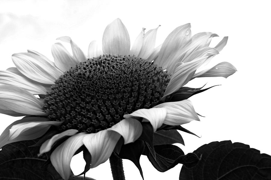Sunflower in Black and White Photograph by Georgia Clare