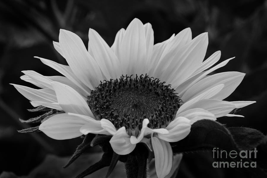 Sunflower in Black and White Photograph by Inge Riis McDonald