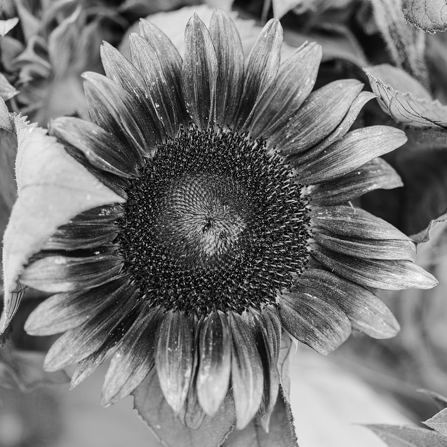 Sunflower in black and white Photograph by Vishwanath Bhat