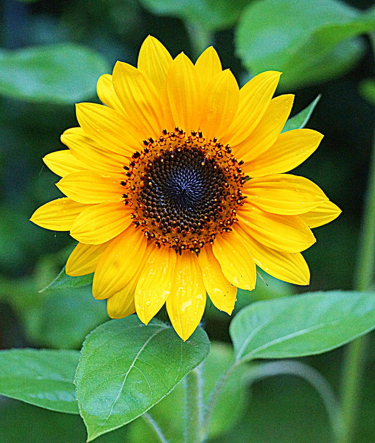 Sunflower in bloom Photograph by Paul Wilford