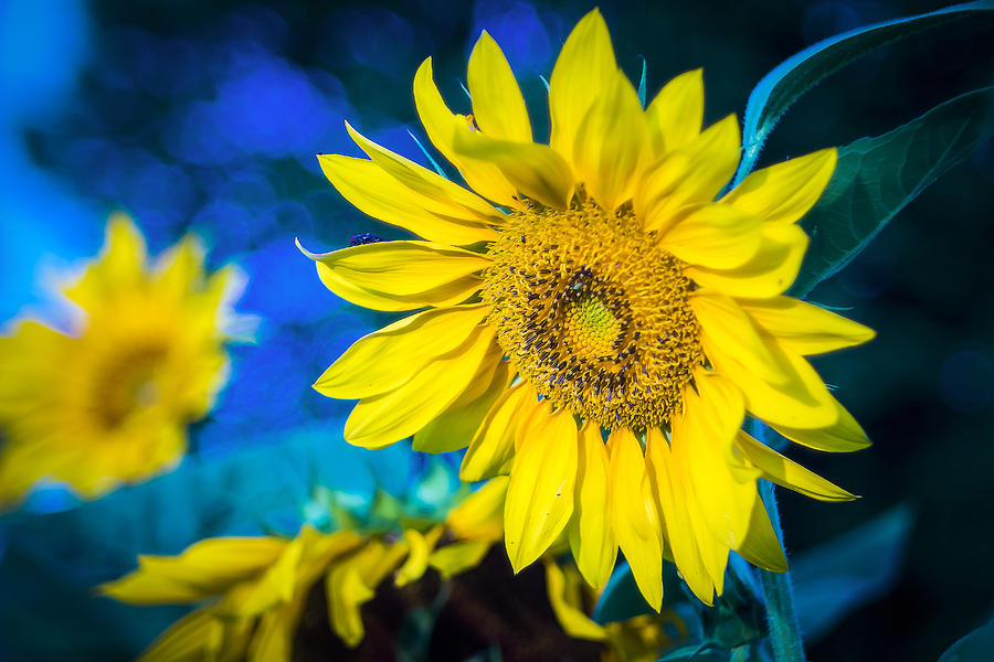 Sunflower in blue background Photograph by Algirdas Gelazius - Fine Art