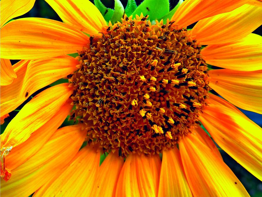 Sunflower in Fall Photograph by Amy Eggers | Pixels