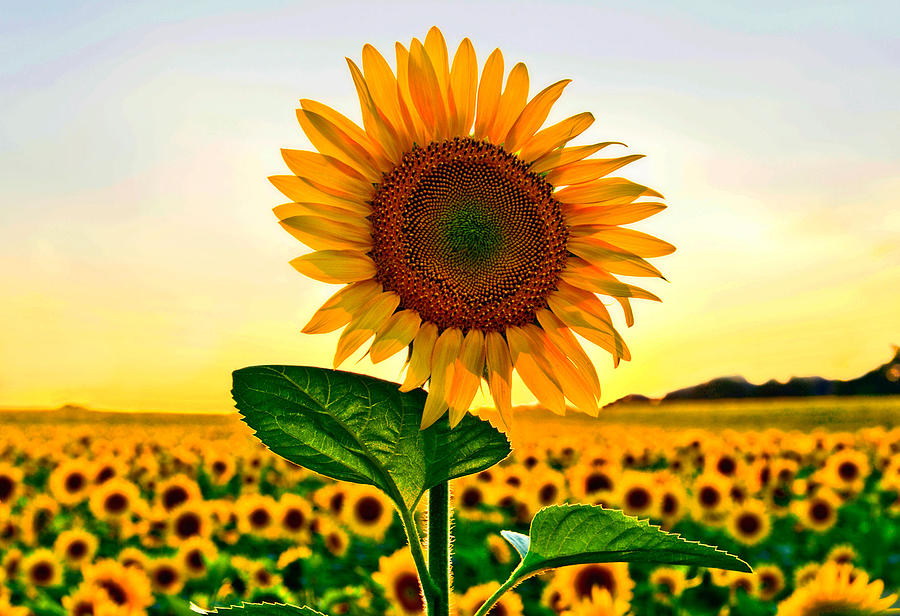 Sunflower in Field Pyrography by Bill Morris - Fine Art America