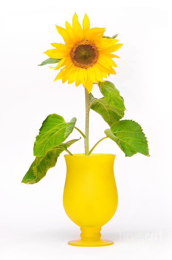 Sunflower Photograph - Sunflower in flowerpot by Michal Bednarek