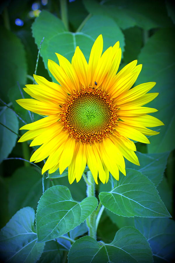 Sunflower in Green Photograph by Suzanne DeGeorge