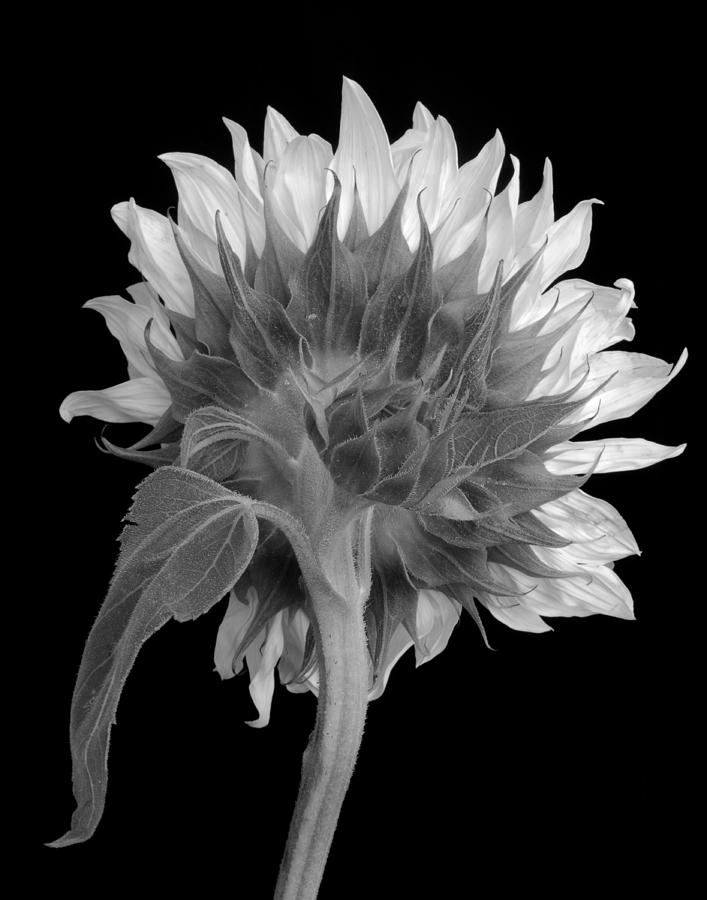 Sunflower in Monochrome Photograph by David and Carol Kelly
