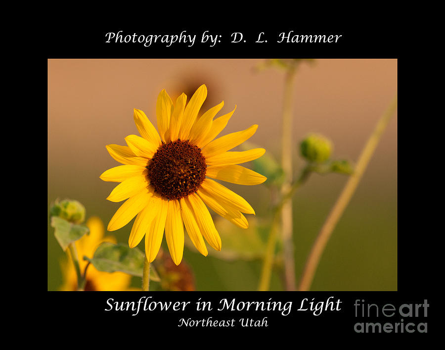 Sunflower in Morning Light Photograph by Dennis Hammer