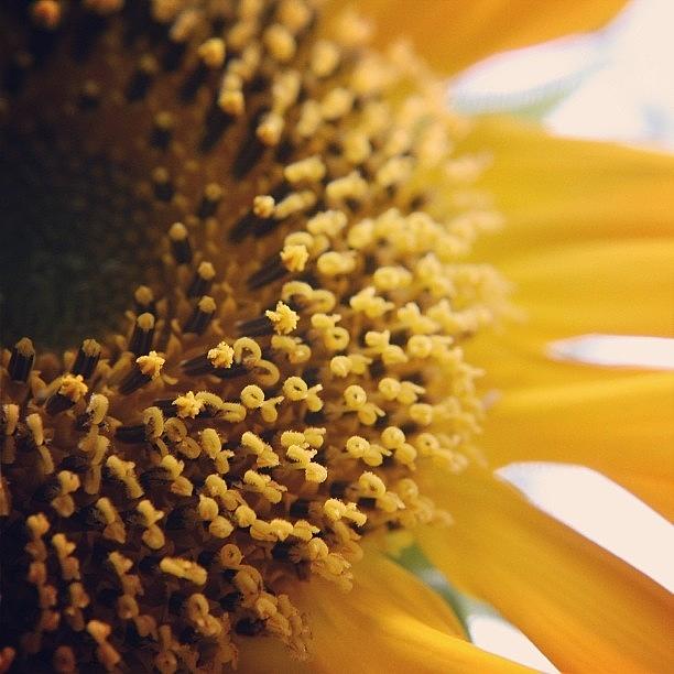 Sunflower In My Yard This Morning. The Photograph by Midlyfemama Kosboth