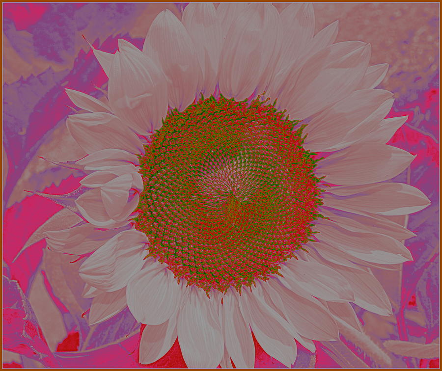 Summer Photograph - Sunflower in Pink and Purple Pop Art by Dora Sofia Caputo