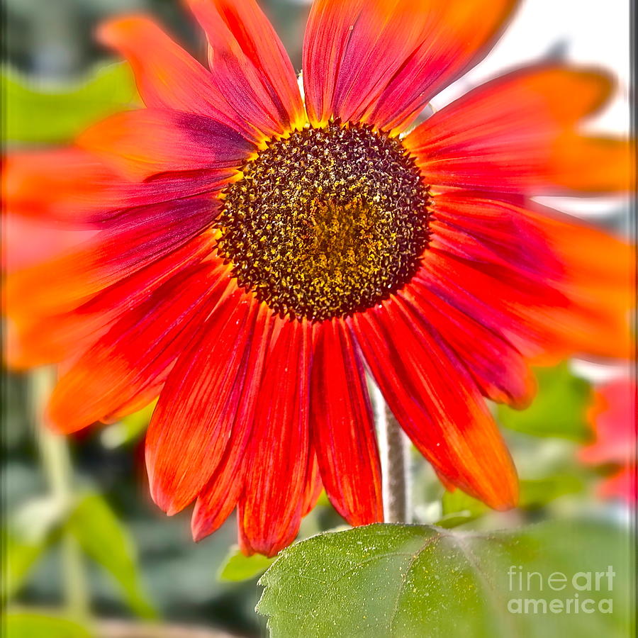 Vivid Sunflower  Photograph by Linda Bianic