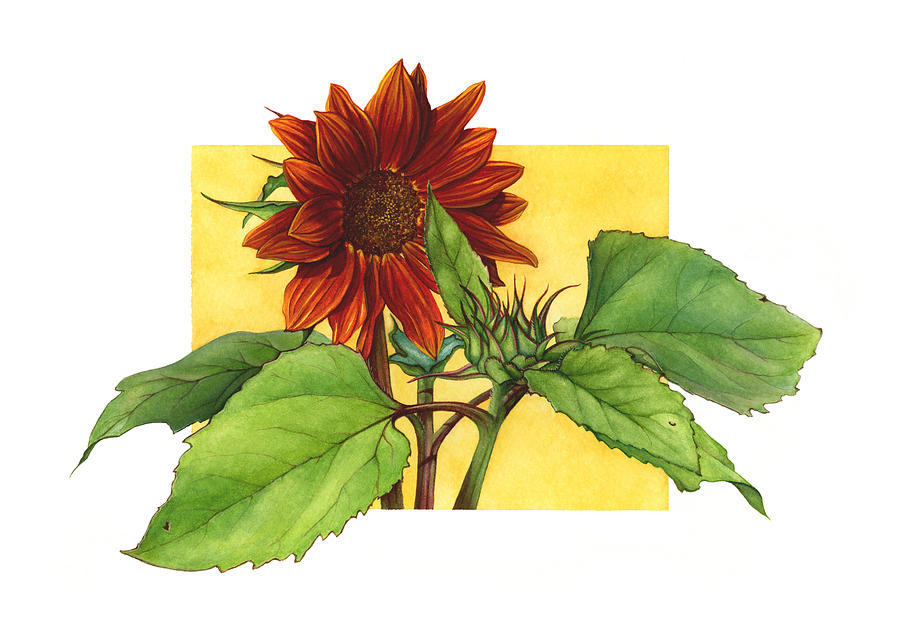 Sunflower Painting - Sunflower in Red by Suzannah Alexander