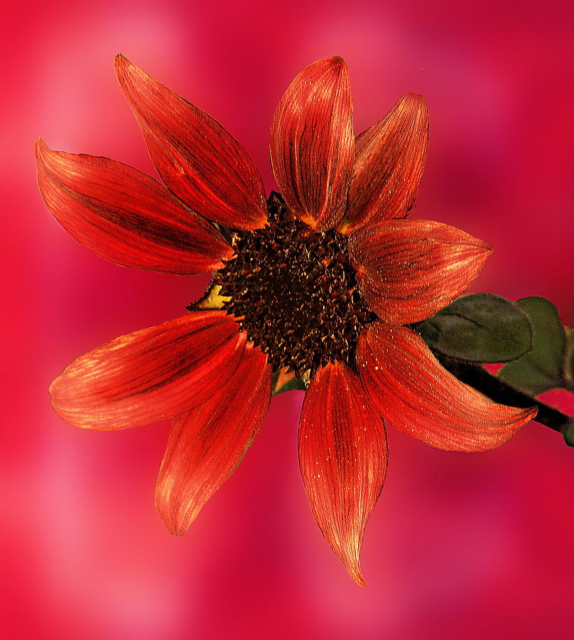 Sunflower in Red Photograph by Viktor Savchenko