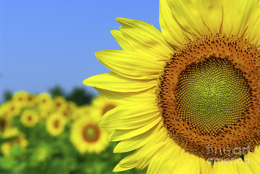 Sunflower Photograph - Sunflower in sunflower field by Elena Elisseeva