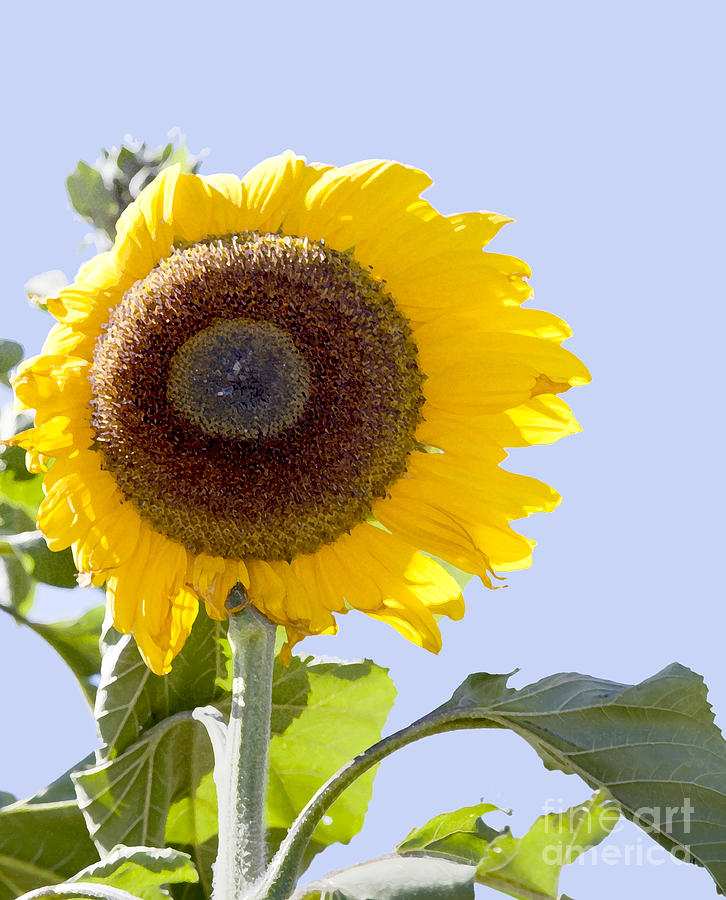 Sunflower in the blue sky Photograph by David Millenheft