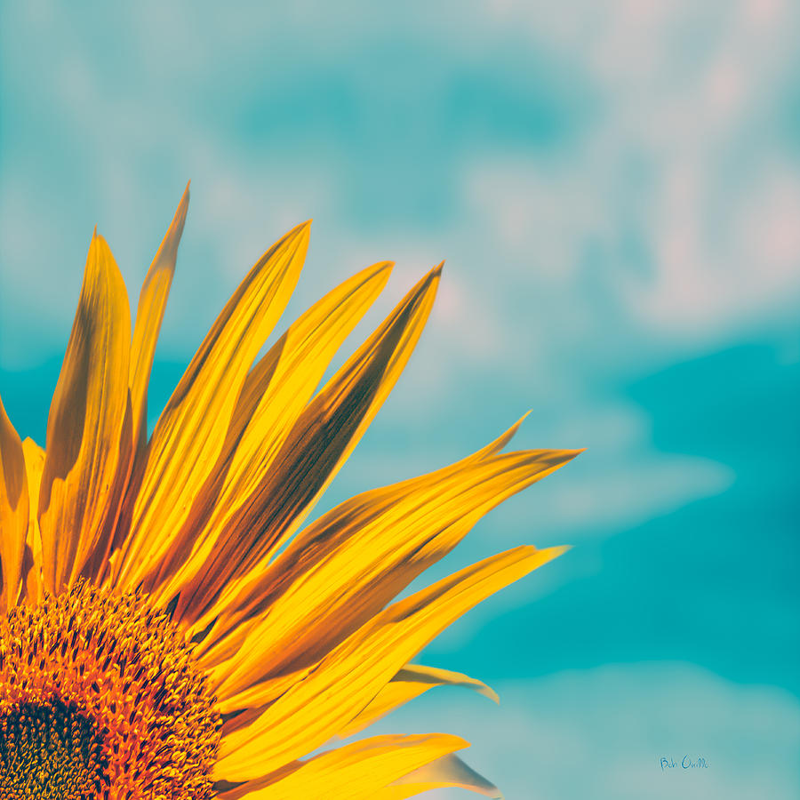 Sunflower Photograph - Sunflower In The Corner by Bob Orsillo