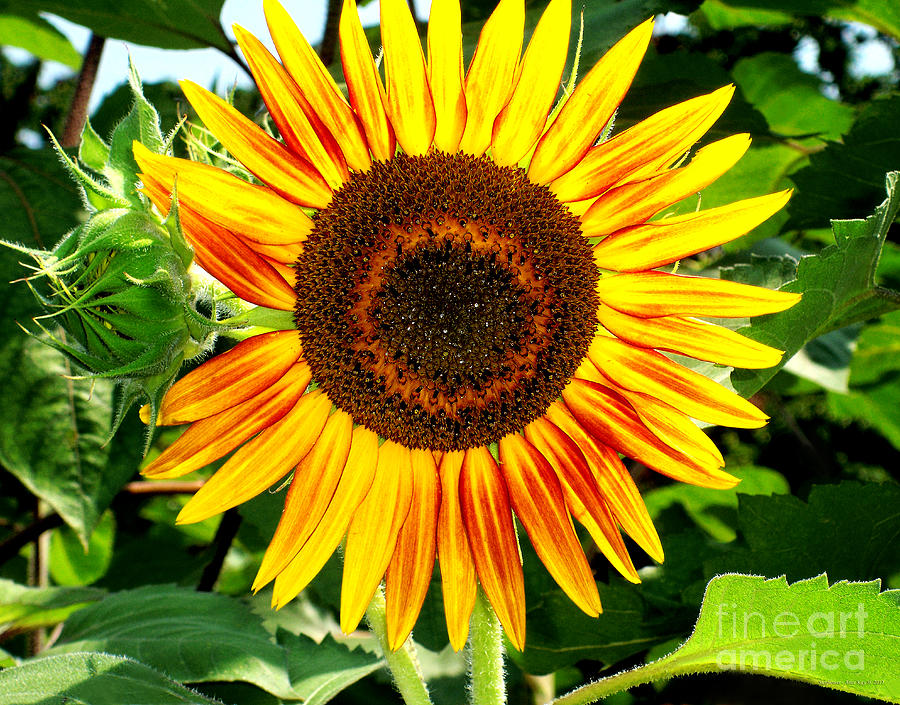 Nature Photograph - Sunflower In The Garden by Alice Kay H