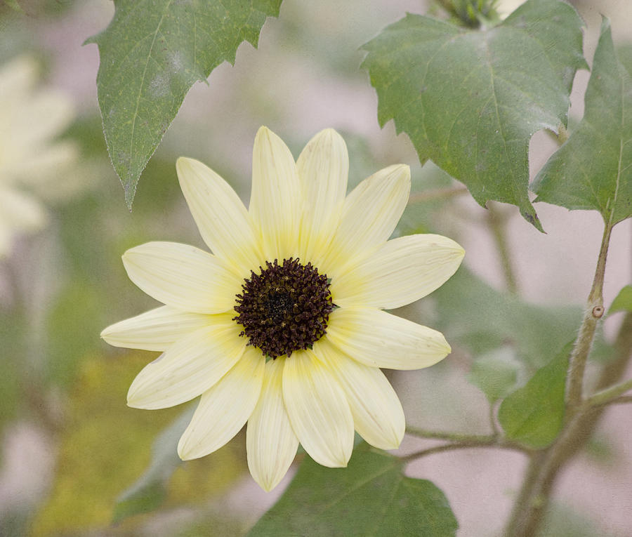 Sunflower in the Garden Photograph by Kim Hojnacki