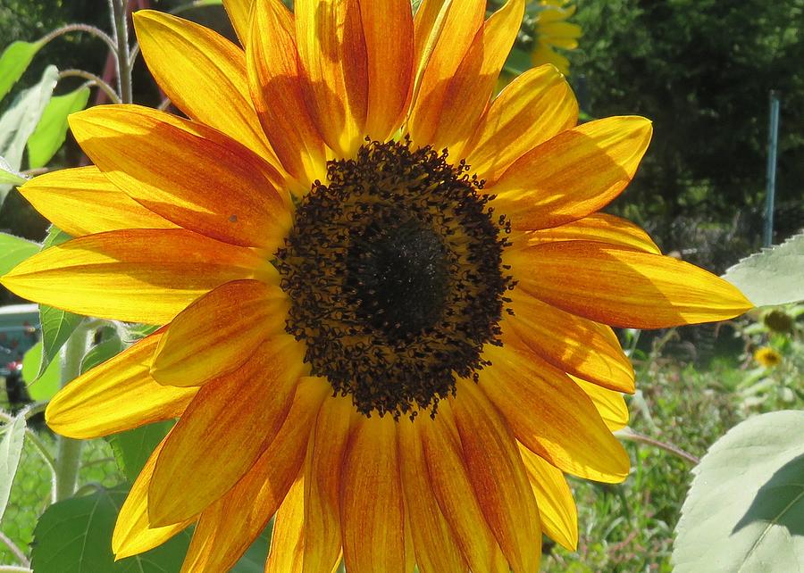 Sunflower in the Garden Photograph by Lucinda VanVleck