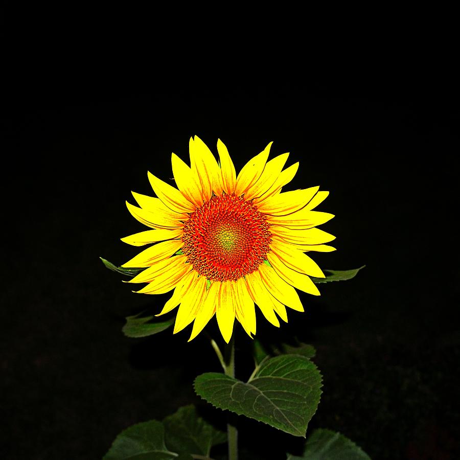 Sunflower in the Night Photograph by Nick Kloepping