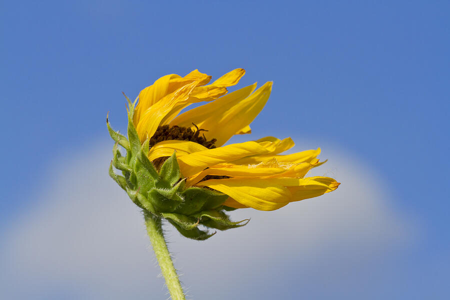 Sunflower in the Prairie Wind Photograph by Steven Schwartzman
