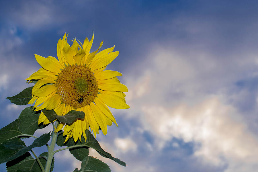 Sunflower In The Sky Photograph
