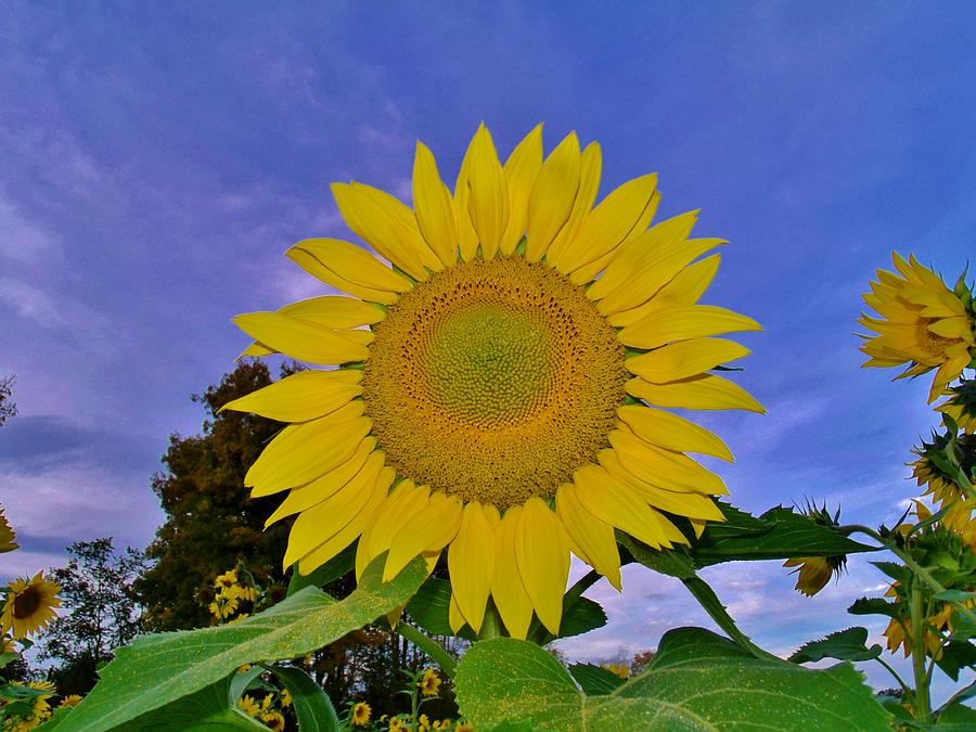 Sunflower in the Sky Photograph by Hominy Valley Photography