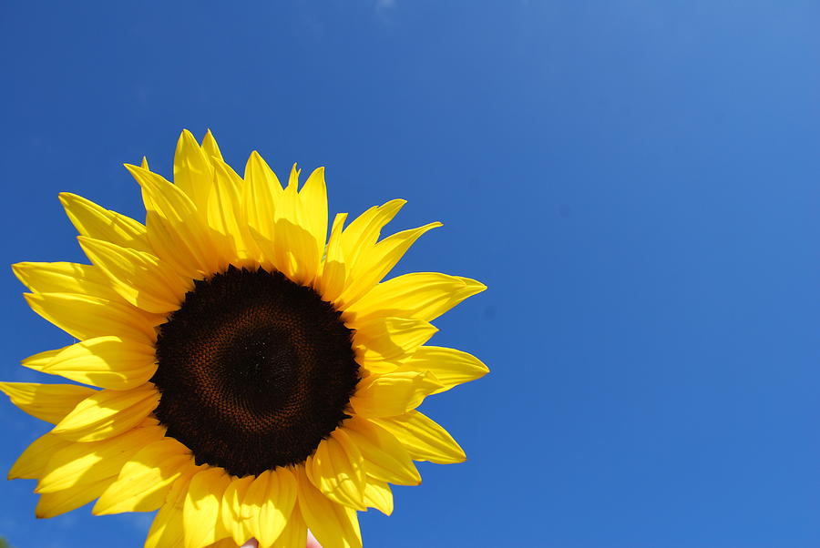 Sunflower in the Sky Series 3 of 4 Photograph by May Photography | Fine ...