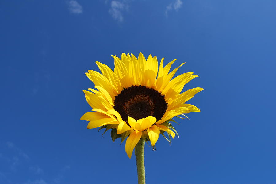 Sunflower In The Sky Series 4 Of 4 Photograph