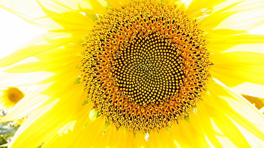 Sunflower in the Summer Sun Photograph by Weston Westmoreland