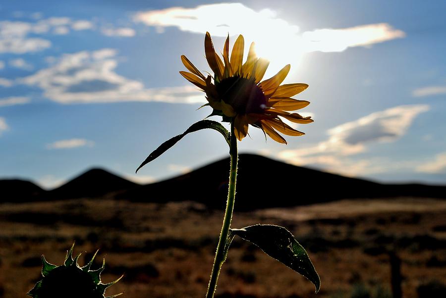 Sunflower Photograph - Sunflower in the Sun by Matt Quest