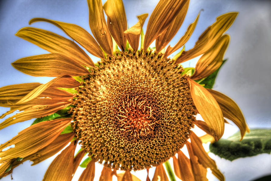 Sunflower In The Wind Photograph by Ray Congrove