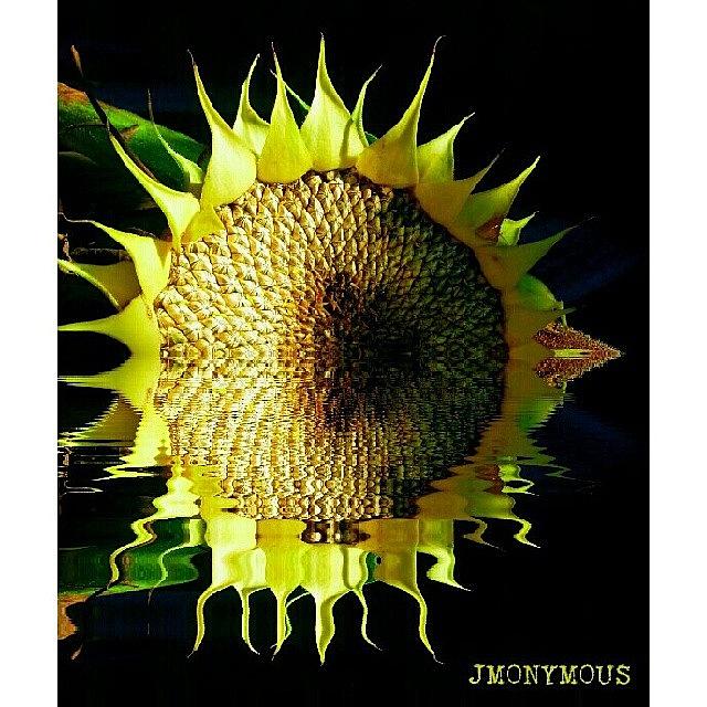 Fall Photograph - Sunflower In Water by Jesse Morrissette