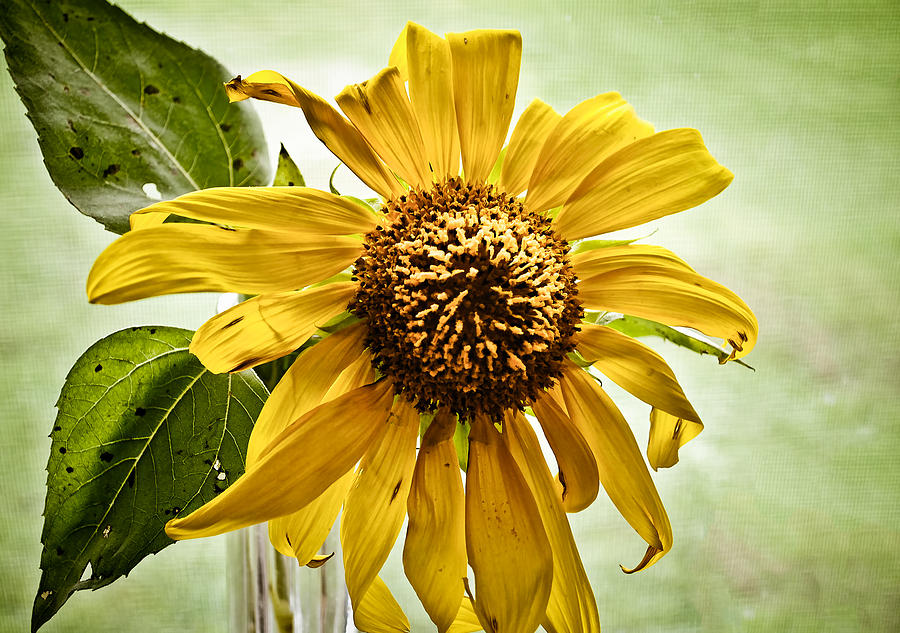 Sunflower Photograph - Sunflower in Window by Greg Jackson