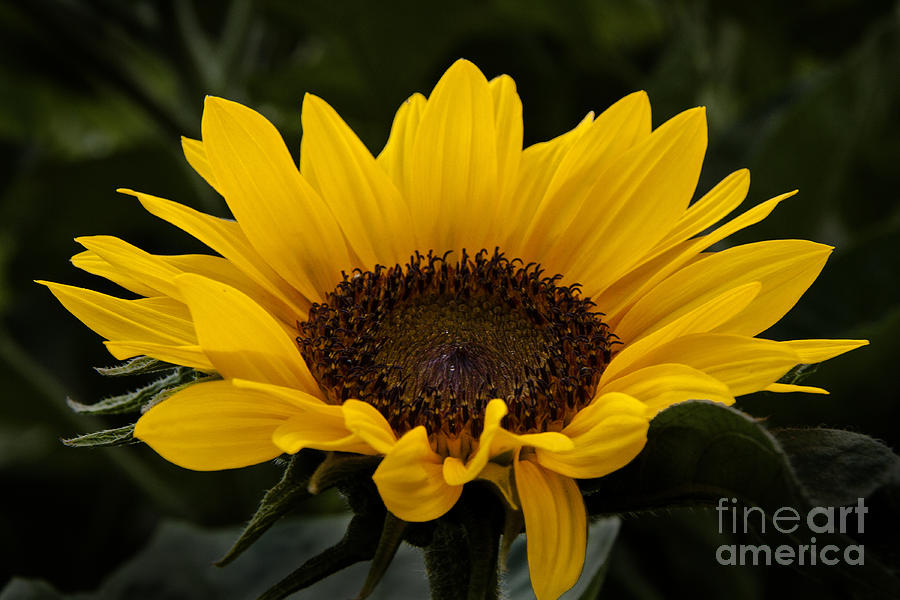 Sunflower Photograph by Inge Riis McDonald