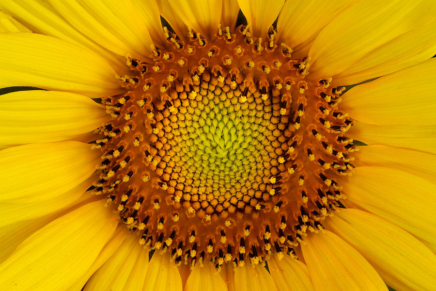 Sunflower Intimate Photograph by Robert Woodward