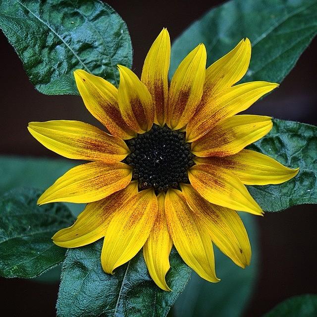 Nature Photograph - #sunflower Is Finally Open! ❤️🌻 by Miss Wilkinson