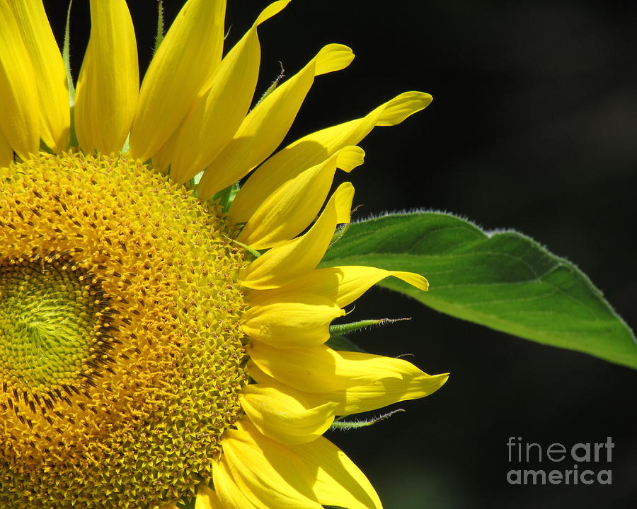 Sunflower IV Photograph by Lili Feinstein