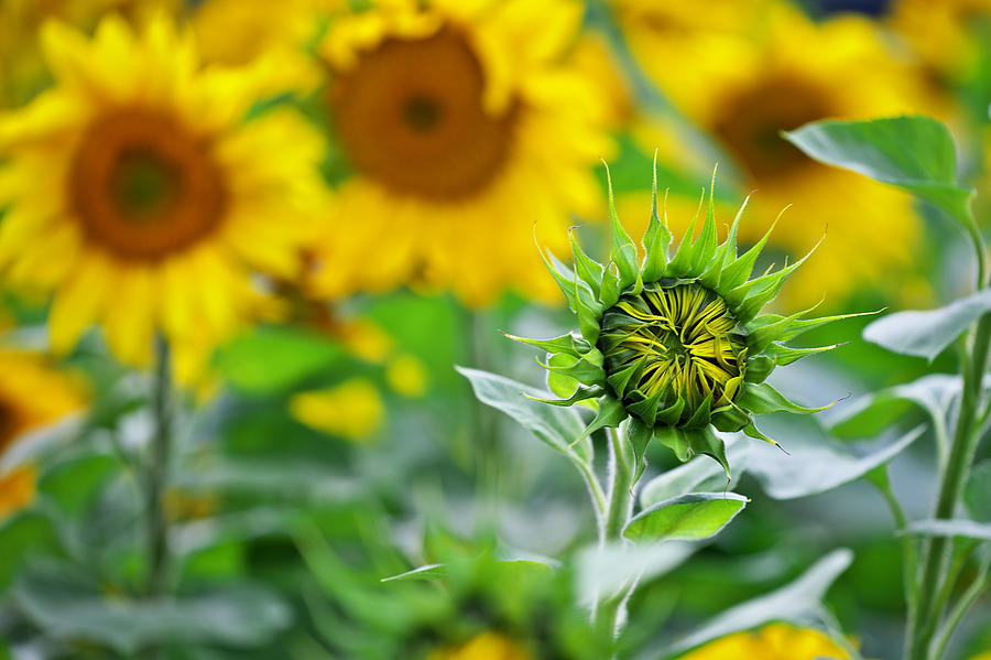 Sunflower Photograph by Ivan Slosar