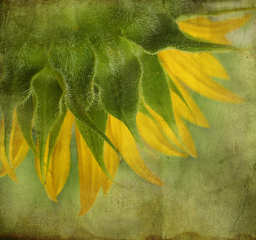 Sunflower Photograph - Sunflower by Ivelina G
