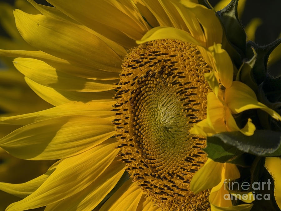 Sunflower IX Photograph by Lili Feinstein