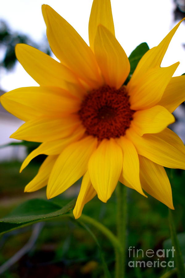 Sunflower Photograph by Jacqueline Athmann